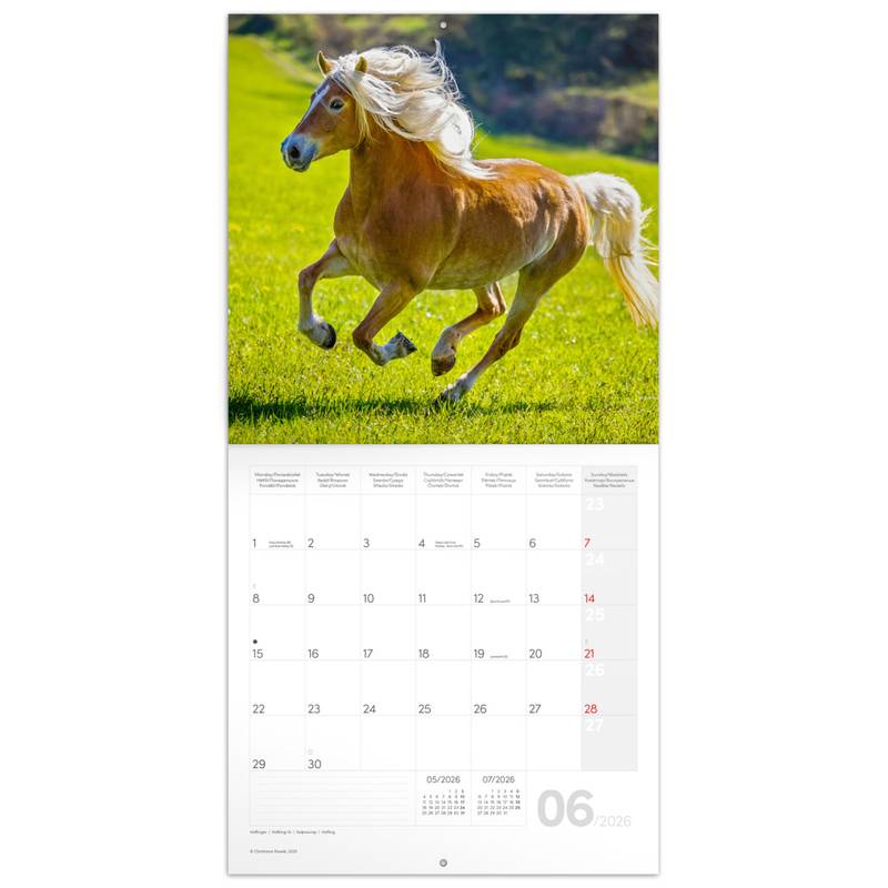 NOTIQUE Poznámkový kalendář Koně – Christiane Slawik 2026, 30 x 30 cm NOTIQUE Poznámkový kalendář Koně – Christiane Slawik 2026, 30 x 30 cm
