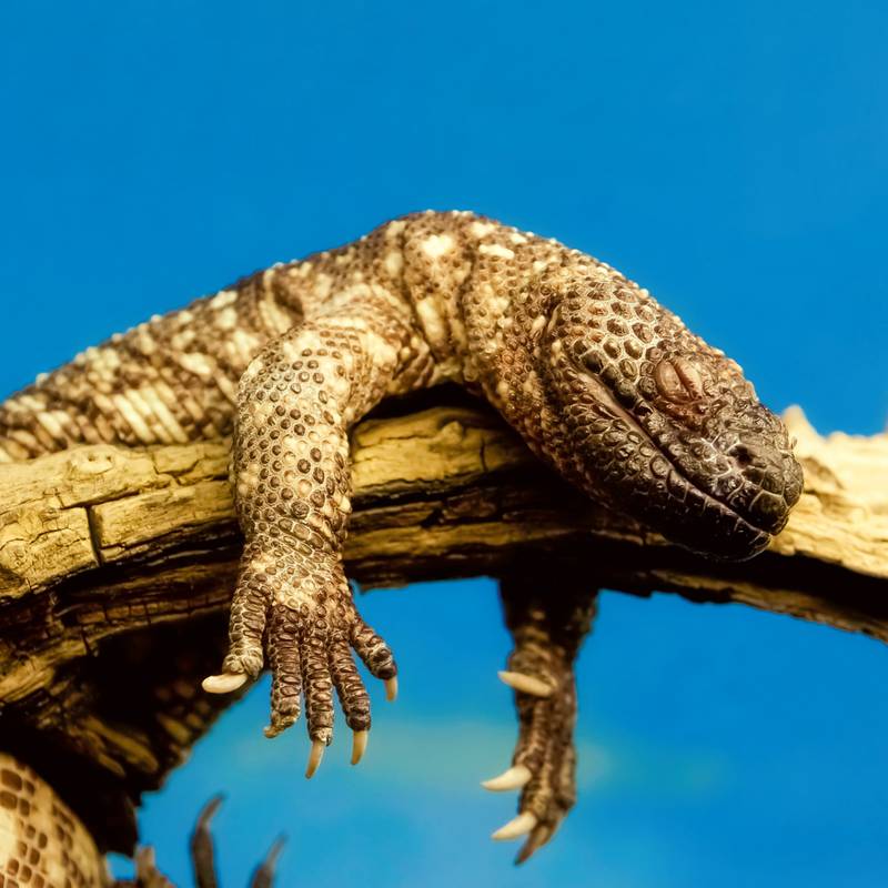 NOTIQUE Poznámkový kalendář Ještěry 2026, 30 x 30 cm NOTIQUE Poznámkový kalendář Ještěry 2026, 30 x 30 cm