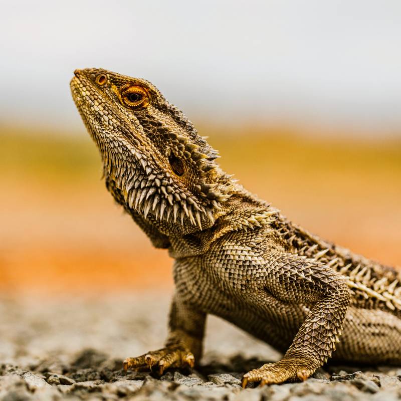 NOTIQUE Poznámkový kalendář Ještěry 2026, 30 x 30 cm NOTIQUE Poznámkový kalendář Ještěry 2026, 30 x 30 cm