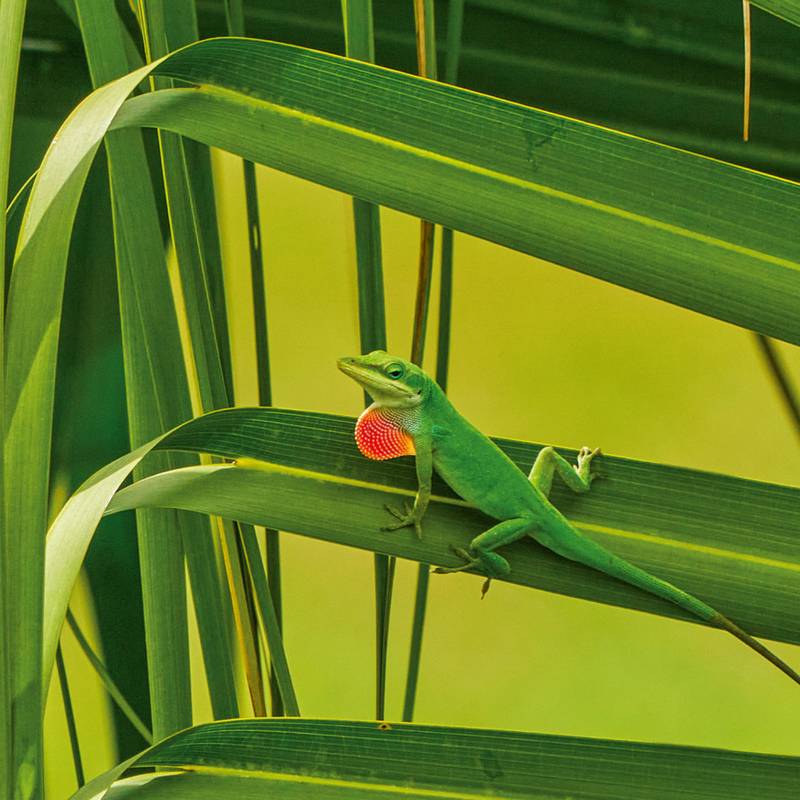 NOTIQUE Poznámkový kalendář Ještěry 2026, 30 x 30 cm NOTIQUE Poznámkový kalendář Ještěry 2026, 30 x 30 cm