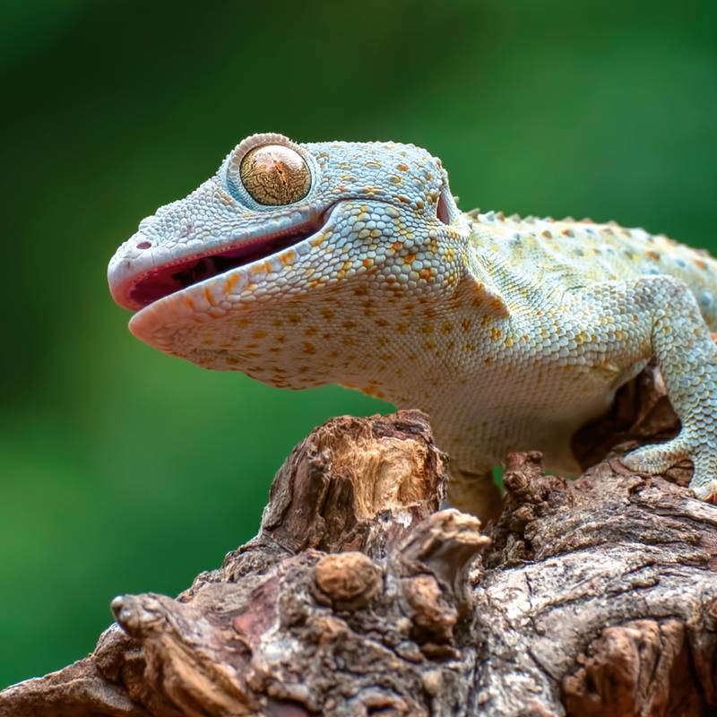 NOTIQUE Poznámkový kalendář Ještěry 2026, 30 x 30 cm NOTIQUE Poznámkový kalendář Ještěry 2026, 30 x 30 cm