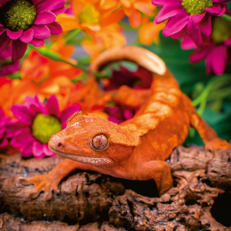 NOTIQUE Poznámkový kalendář Ještěry 2026, 30 x 30 cm NOTIQUE Poznámkový kalendář Ještěry 2026, 30 x 30 cm