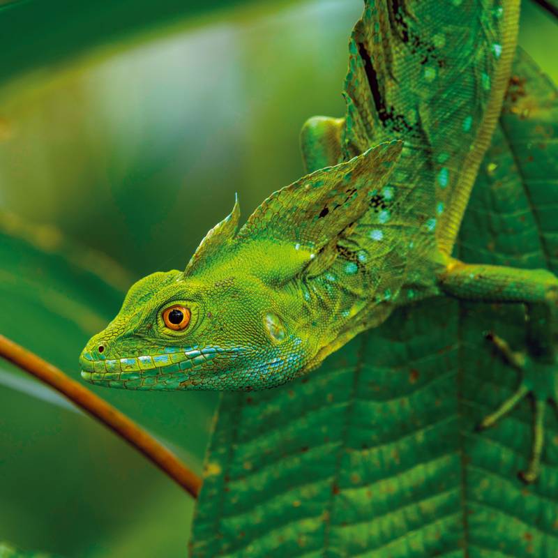 NOTIQUE Poznámkový kalendář Ještěry 2026, 30 x 30 cm NOTIQUE Poznámkový kalendář Ještěry 2026, 30 x 30 cm