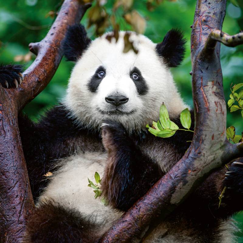 NOTIQUE Poznámkový kalendář Pandy 2026, 30 x 30 cm NOTIQUE Poznámkový kalendář Pandy 2026, 30 x 30 cm