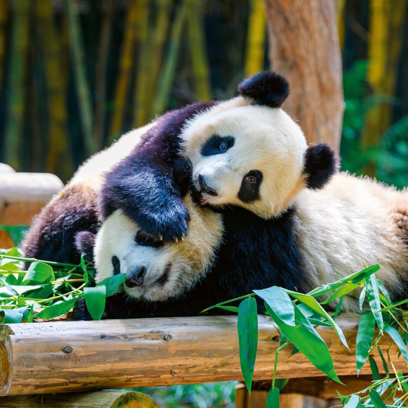 NOTIQUE Poznámkový kalendář Pandy 2026, 30 x 30 cm NOTIQUE Poznámkový kalendář Pandy 2026, 30 x 30 cm