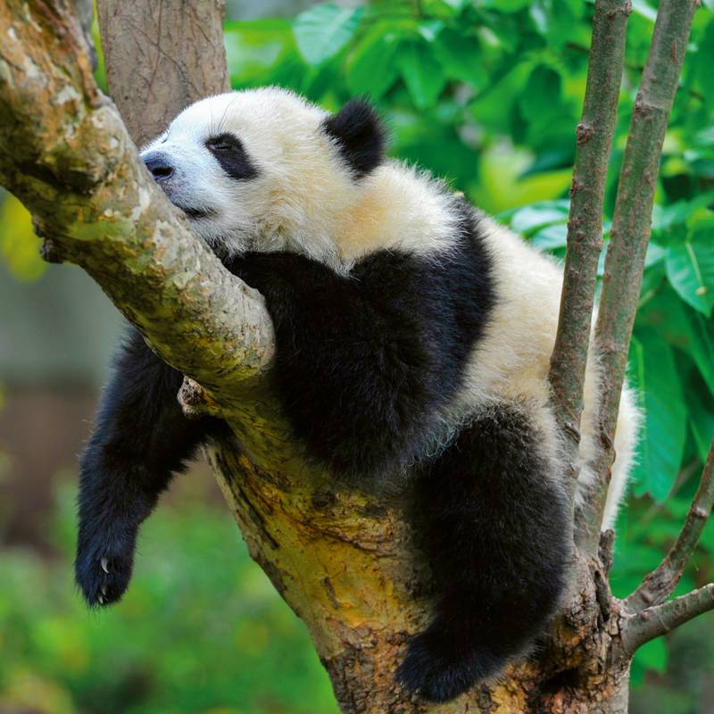 NOTIQUE Poznámkový kalendář Pandy 2026, 30 x 30 cm NOTIQUE Poznámkový kalendář Pandy 2026, 30 x 30 cm