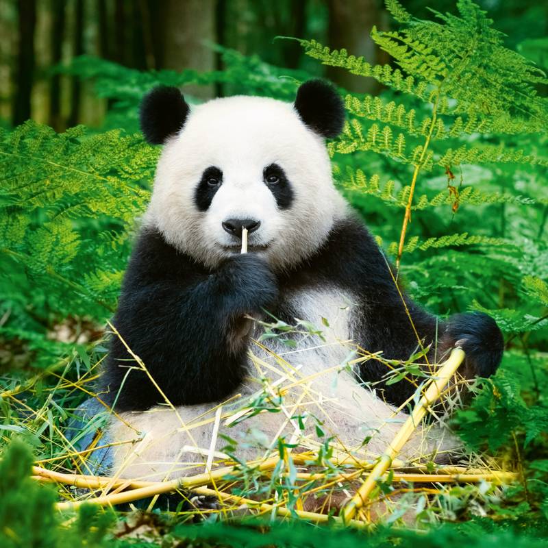 NOTIQUE Poznámkový kalendář Pandy 2026, 30 x 30 cm NOTIQUE Poznámkový kalendář Pandy 2026, 30 x 30 cm