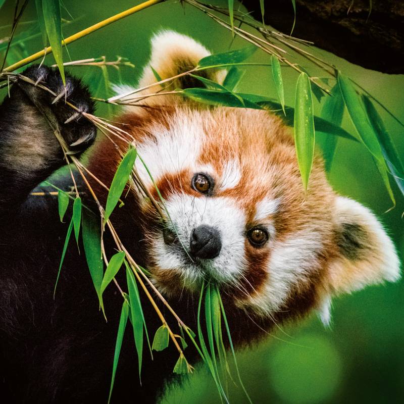 NOTIQUE Poznámkový kalendář Pandy 2026, 30 x 30 cm NOTIQUE Poznámkový kalendář Pandy 2026, 30 x 30 cm