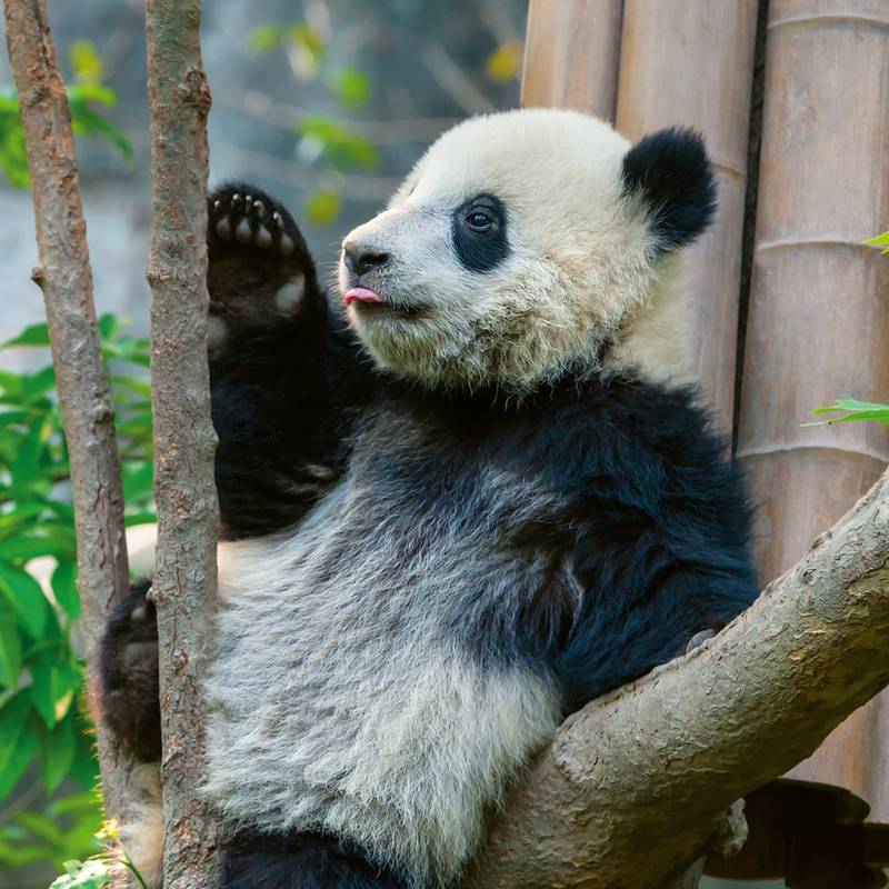 NOTIQUE Poznámkový kalendář Pandy 2026, 30 x 30 cm NOTIQUE Poznámkový kalendář Pandy 2026, 30 x 30 cm