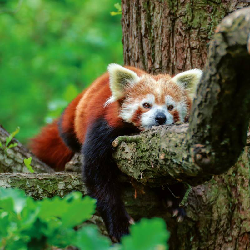 NOTIQUE Poznámkový kalendář Pandy 2026, 30 x 30 cm NOTIQUE Poznámkový kalendář Pandy 2026, 30 x 30 cm