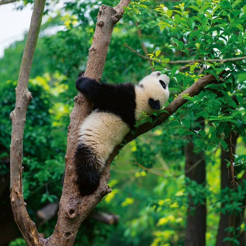 NOTIQUE Poznámkový kalendář Pandy 2026, 30 x 30 cm NOTIQUE Poznámkový kalendář Pandy 2026, 30 x 30 cm