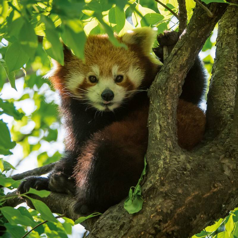 NOTIQUE Poznámkový kalendář Pandy 2026, 30 x 30 cm NOTIQUE Poznámkový kalendář Pandy 2026, 30 x 30 cm