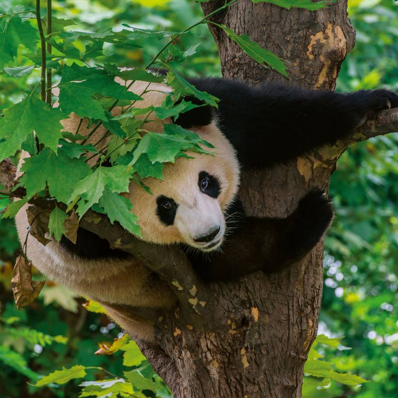 NOTIQUE Poznámkový kalendář Pandy 2026, 30 x 30 cm NOTIQUE Poznámkový kalendář Pandy 2026, 30 x 30 cm