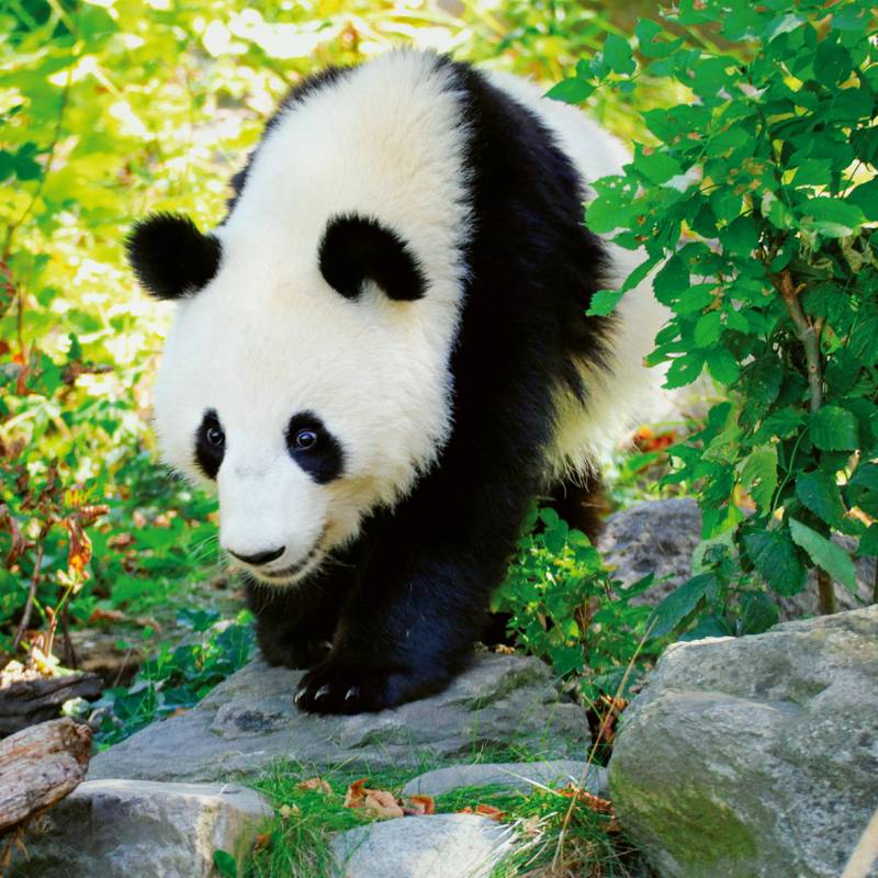 NOTIQUE Poznámkový kalendář Pandy 2026, 30 x 30 cm NOTIQUE Poznámkový kalendář Pandy 2026, 30 x 30 cm