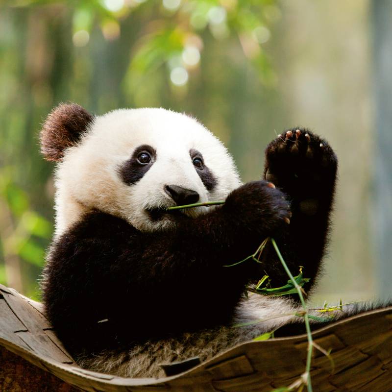 NOTIQUE Poznámkový kalendář Pandy 2026, 30 x 30 cm NOTIQUE Poznámkový kalendář Pandy 2026, 30 x 30 cm