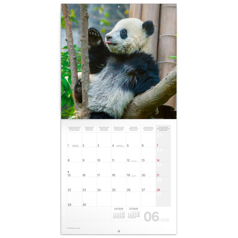 NOTIQUE Poznámkový kalendář Pandy 2026, 30 x 30 cm NOTIQUE Poznámkový kalendář Pandy 2026, 30 x 30 cm