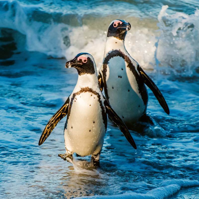 NOTIQUE Poznámkový kalendář Ohrožené druhy 2026, 30 x 30 cm NOTIQUE Poznámkový kalendář Ohrožené druhy 2026, 30 x 30 cm