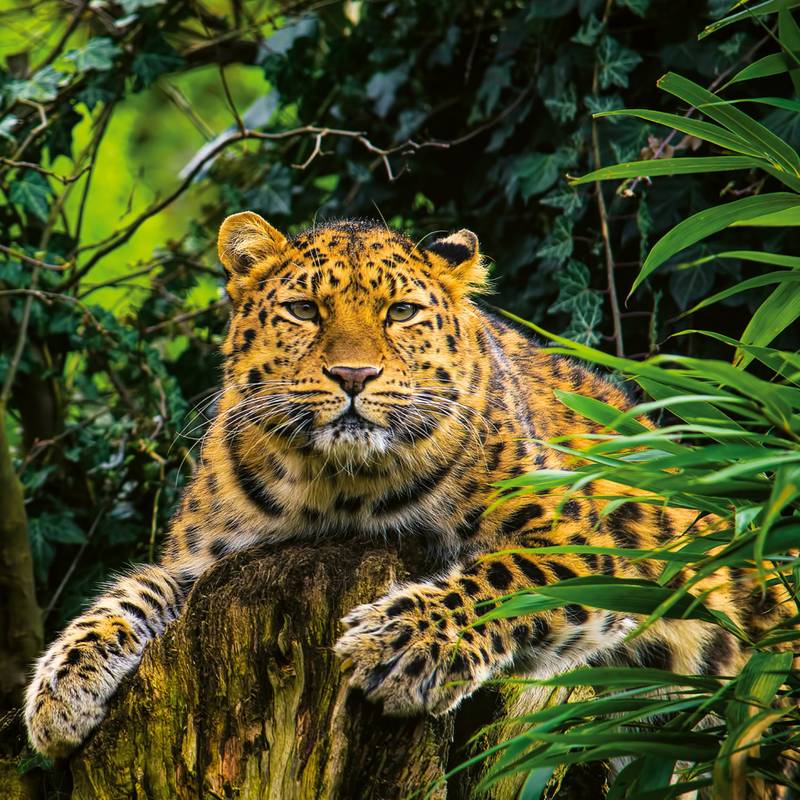 NOTIQUE Poznámkový kalendář Ohrožené druhy 2026, 30 x 30 cm NOTIQUE Poznámkový kalendář Ohrožené druhy 2026, 30 x 30 cm