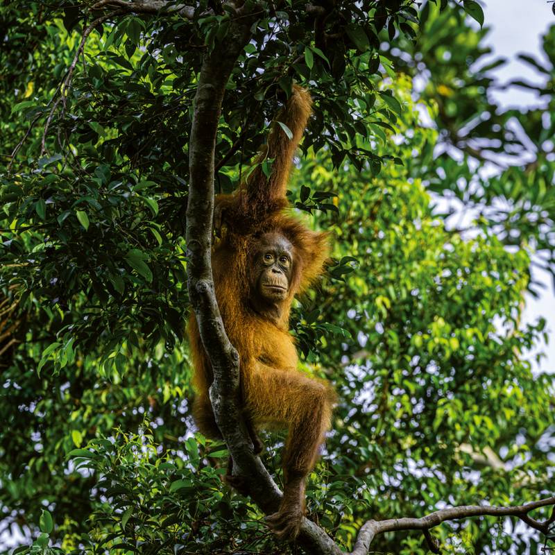 NOTIQUE Poznámkový kalendář Ohrožené druhy 2026, 30 x 30 cm NOTIQUE Poznámkový kalendář Ohrožené druhy 2026, 30 x 30 cm