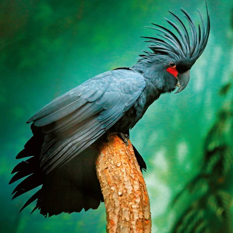 NOTIQUE Poznámkový kalendář Ohrožené druhy 2026, 30 x 30 cm NOTIQUE Poznámkový kalendář Ohrožené druhy 2026, 30 x 30 cm