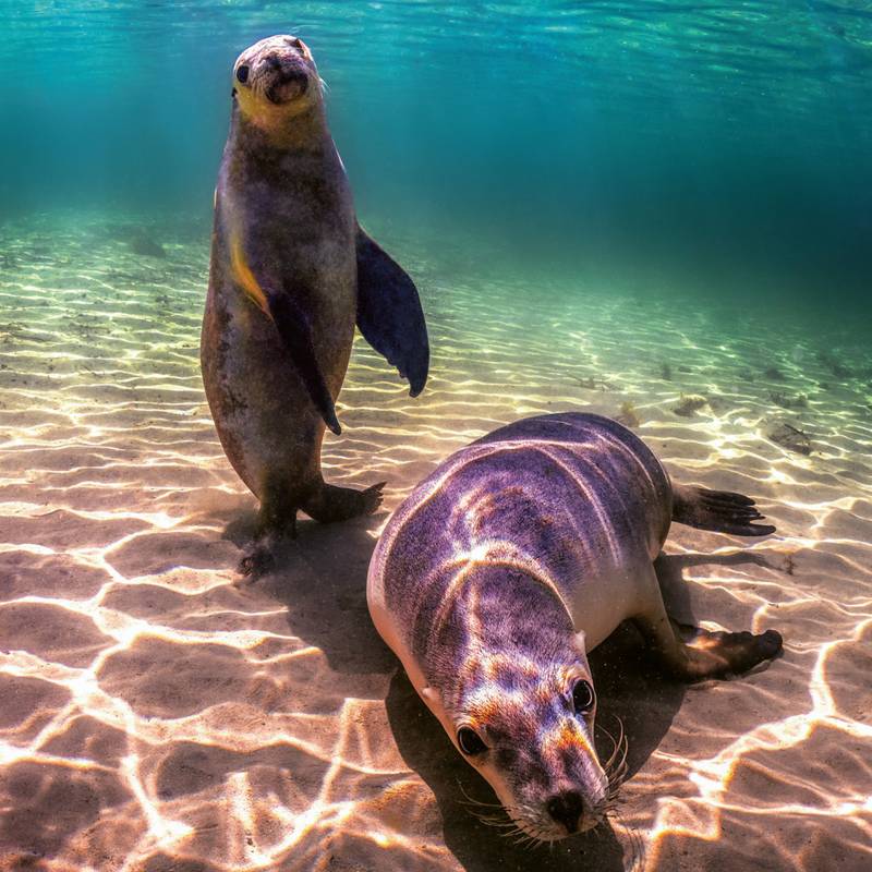 NOTIQUE Poznámkový kalendář Ohrožené druhy 2026, 30 x 30 cm NOTIQUE Poznámkový kalendář Ohrožené druhy 2026, 30 x 30 cm