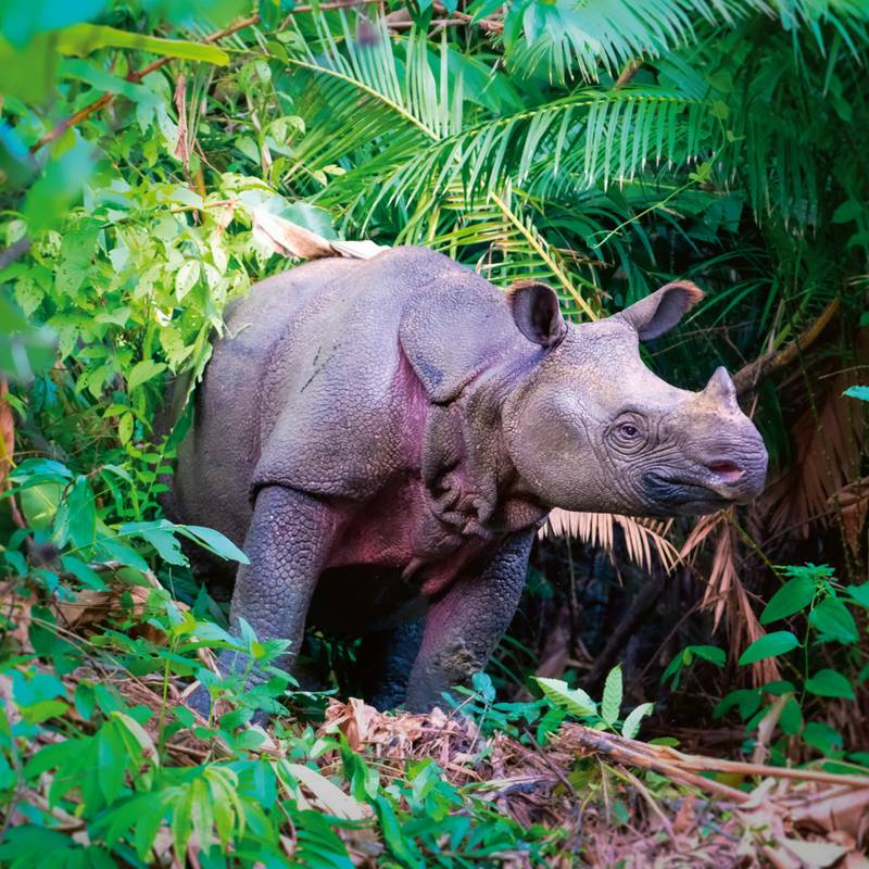 NOTIQUE Poznámkový kalendář Ohrožené druhy 2026, 30 x 30 cm NOTIQUE Poznámkový kalendář Ohrožené druhy 2026, 30 x 30 cm