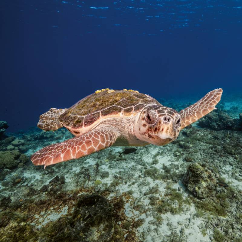 NOTIQUE Poznámkový kalendář Ohrožené druhy 2026, 30 x 30 cm NOTIQUE Poznámkový kalendář Ohrožené druhy 2026, 30 x 30 cm