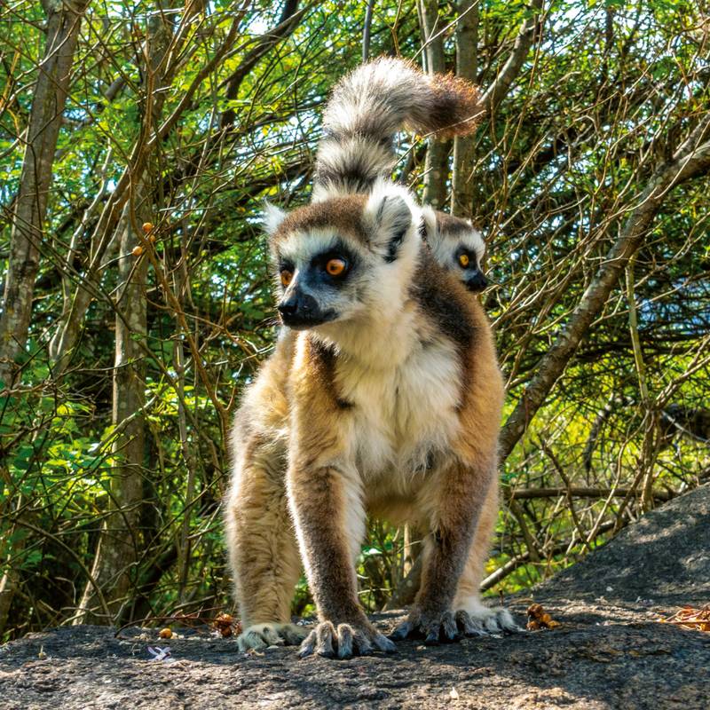 NOTIQUE Poznámkový kalendář Ohrožené druhy 2026, 30 x 30 cm NOTIQUE Poznámkový kalendář Ohrožené druhy 2026, 30 x 30 cm