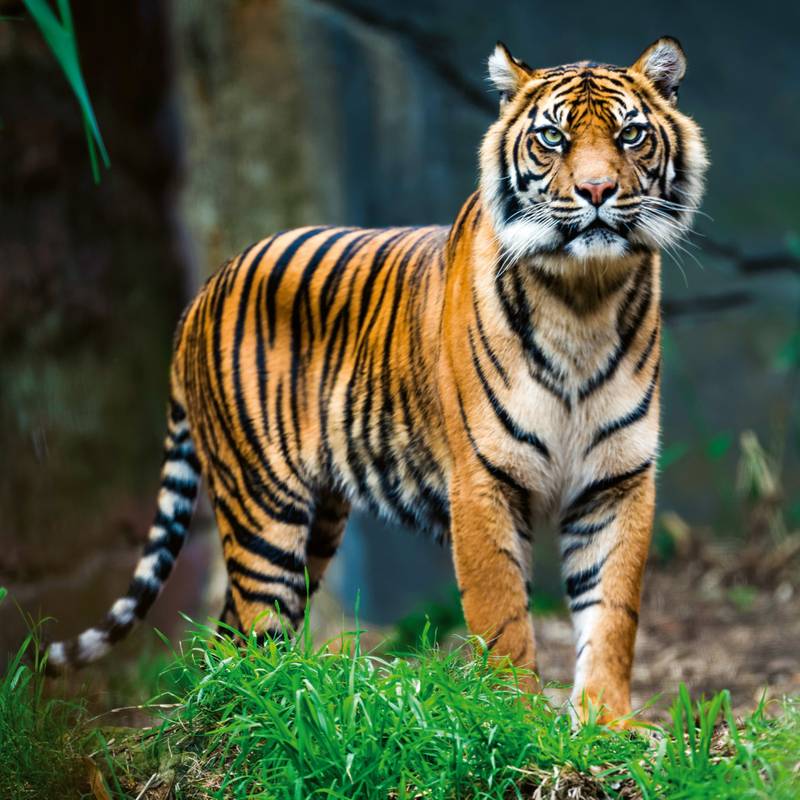 NOTIQUE Poznámkový kalendář Ohrožené druhy 2026, 30 x 30 cm NOTIQUE Poznámkový kalendář Ohrožené druhy 2026, 30 x 30 cm