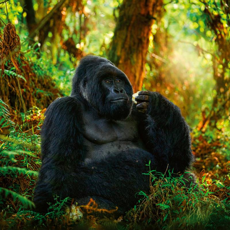 NOTIQUE Poznámkový kalendář Ohrožené druhy 2026, 30 x 30 cm NOTIQUE Poznámkový kalendář Ohrožené druhy 2026, 30 x 30 cm