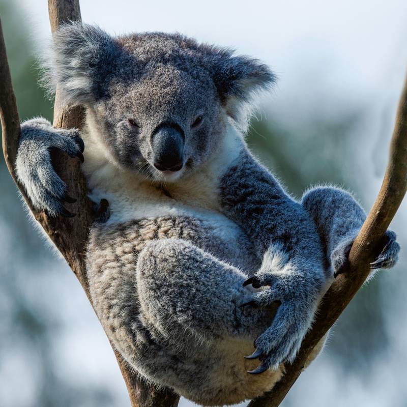 NOTIQUE Poznámkový kalendář Ohrožené druhy 2026, 30 x 30 cm NOTIQUE Poznámkový kalendář Ohrožené druhy 2026, 30 x 30 cm