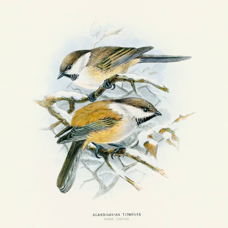 NOTIQUE Poznámkový kalendář Ptáčci 2026, 30 x 30 cm NOTIQUE Poznámkový kalendář Ptáčci 2026, 30 x 30 cm