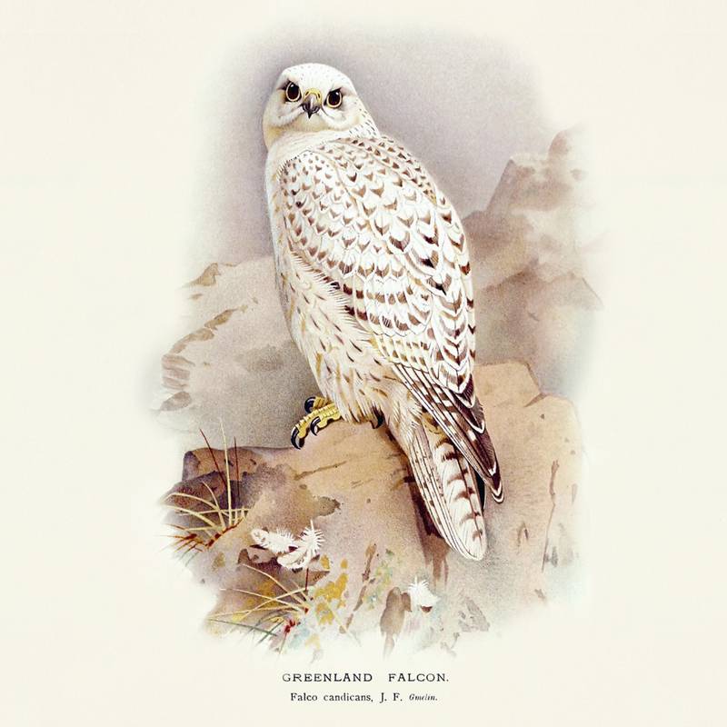 NOTIQUE Poznámkový kalendář Ptáčci 2026, 30 x 30 cm NOTIQUE Poznámkový kalendář Ptáčci 2026, 30 x 30 cm