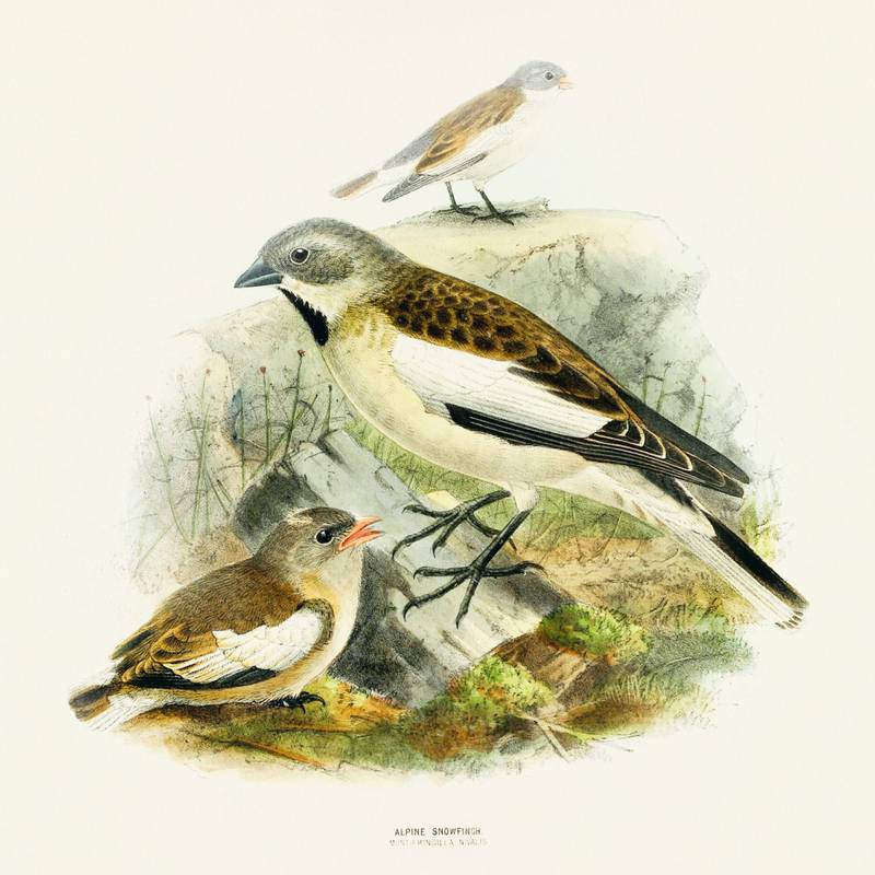 NOTIQUE Poznámkový kalendář Ptáčci 2026, 30 x 30 cm NOTIQUE Poznámkový kalendář Ptáčci 2026, 30 x 30 cm