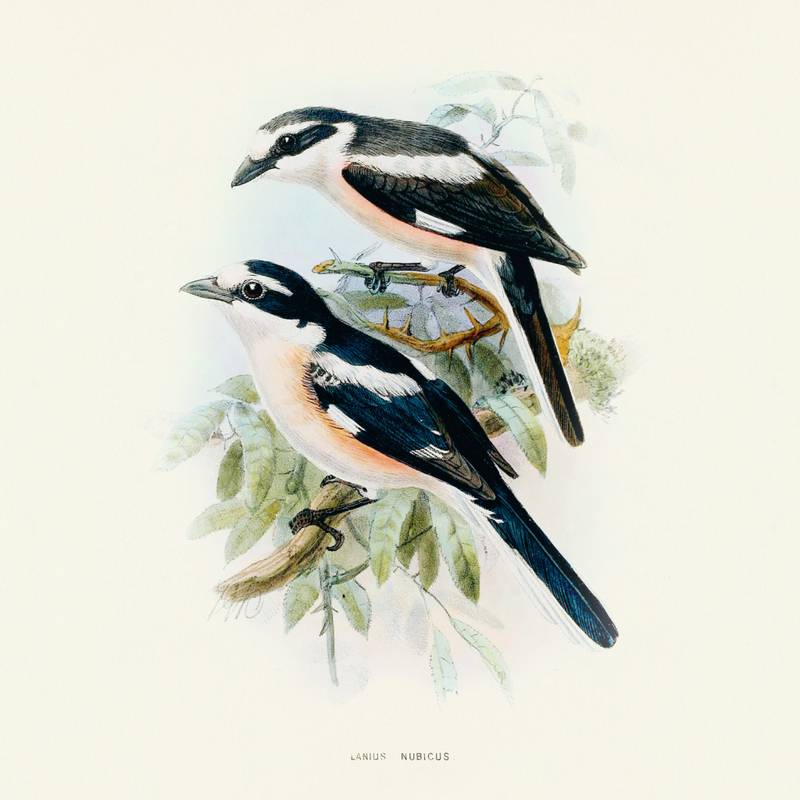 NOTIQUE Poznámkový kalendář Ptáčci 2026, 30 x 30 cm NOTIQUE Poznámkový kalendář Ptáčci 2026, 30 x 30 cm