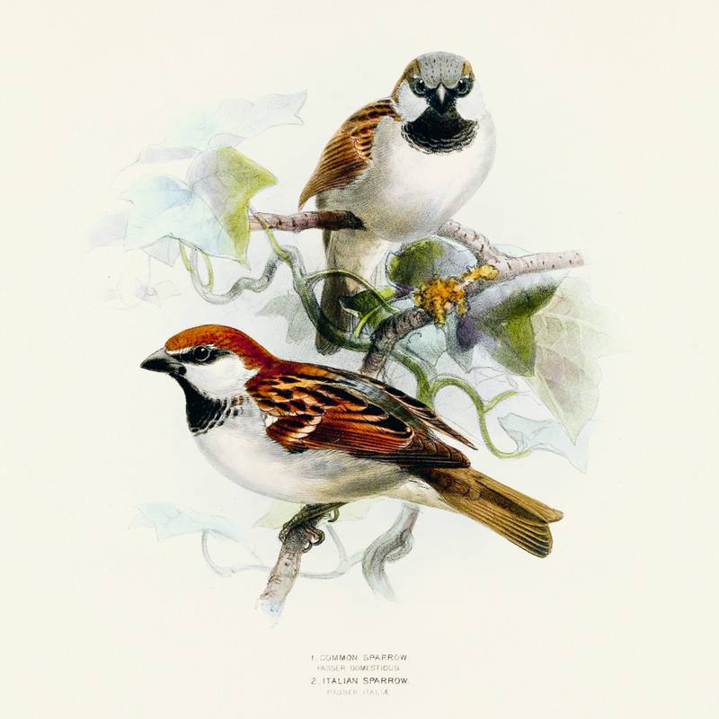 NOTIQUE Poznámkový kalendář Ptáčci 2026, 30 x 30 cm NOTIQUE Poznámkový kalendář Ptáčci 2026, 30 x 30 cm