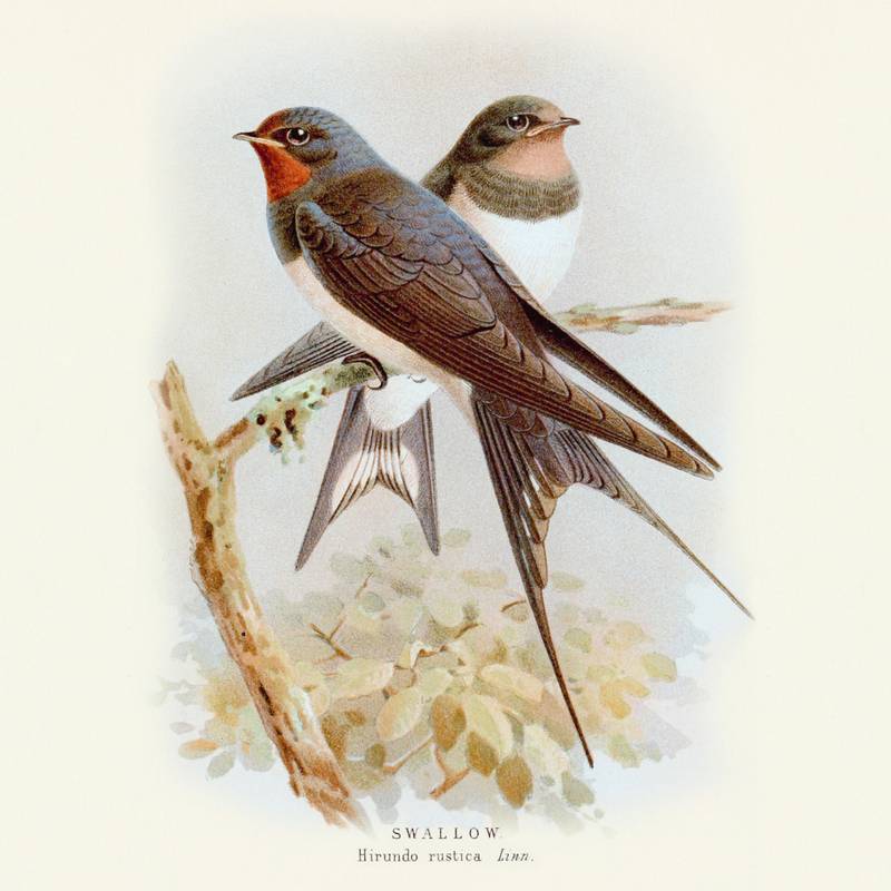 NOTIQUE Poznámkový kalendář Ptáčci 2026, 30 x 30 cm NOTIQUE Poznámkový kalendář Ptáčci 2026, 30 x 30 cm