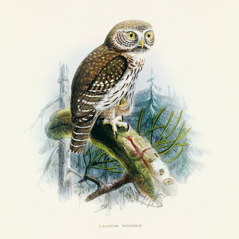 NOTIQUE Poznámkový kalendář Ptáčci 2026, 30 x 30 cm NOTIQUE Poznámkový kalendář Ptáčci 2026, 30 x 30 cm