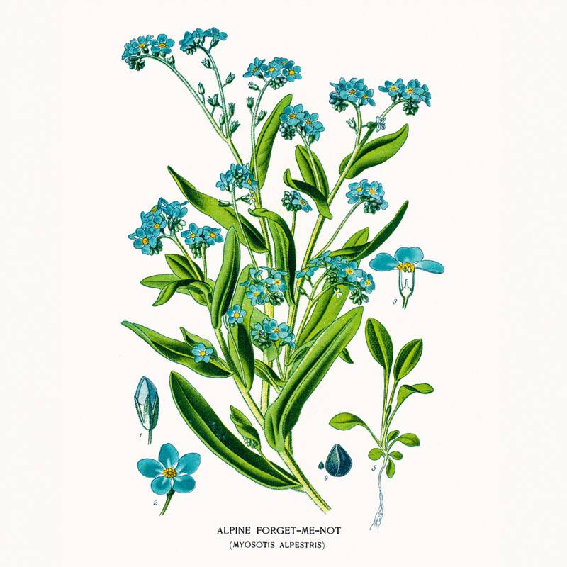 NOTIQUE Poznámkový kalendář Herbář 2026, 30 x 30 cm NOTIQUE Poznámkový kalendář Herbář 2026, 30 x 30 cm