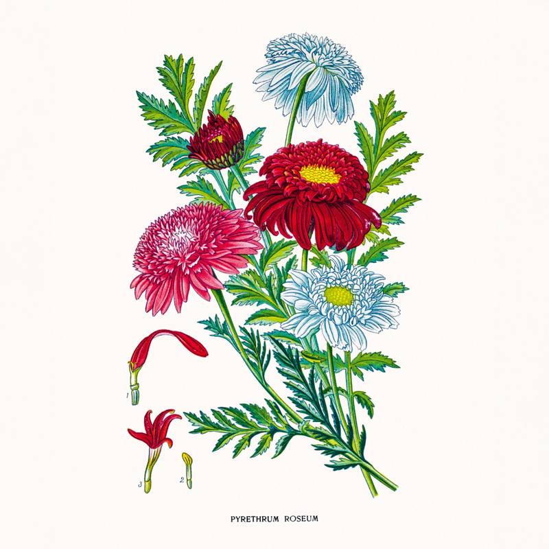 NOTIQUE Poznámkový kalendář Herbář 2026, 30 x 30 cm NOTIQUE Poznámkový kalendář Herbář 2026, 30 x 30 cm