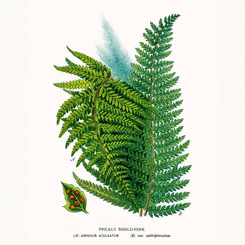 NOTIQUE Poznámkový kalendář Herbář 2026, 30 x 30 cm NOTIQUE Poznámkový kalendář Herbář 2026, 30 x 30 cm