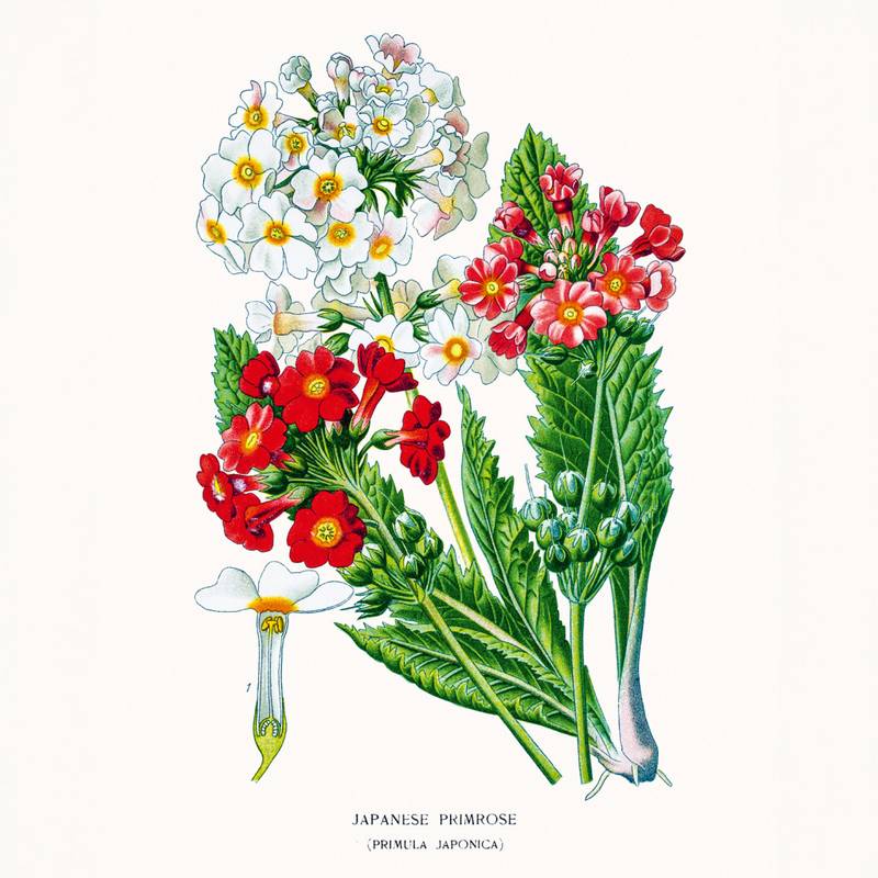 NOTIQUE Poznámkový kalendář Herbář 2026, 30 x 30 cm NOTIQUE Poznámkový kalendář Herbář 2026, 30 x 30 cm