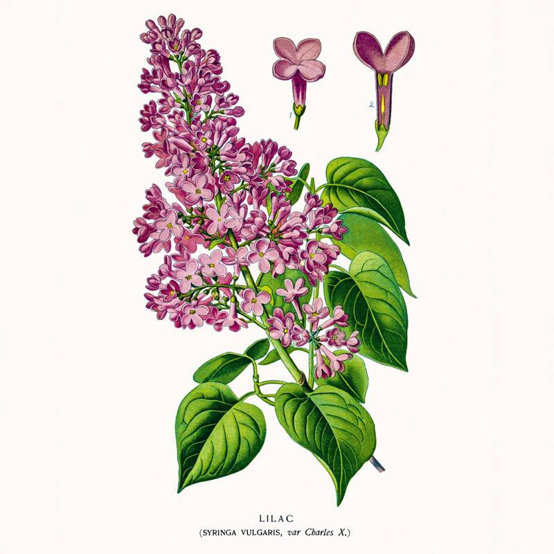 NOTIQUE Poznámkový kalendář Herbář 2026, 30 x 30 cm NOTIQUE Poznámkový kalendář Herbář 2026, 30 x 30 cm