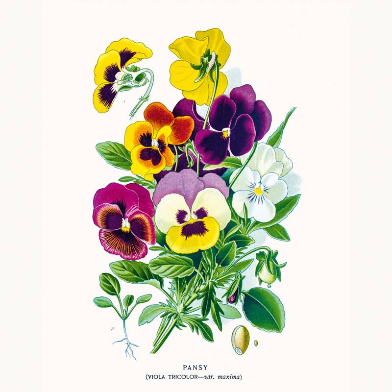 NOTIQUE Poznámkový kalendář Herbář 2026, 30 x 30 cm NOTIQUE Poznámkový kalendář Herbář 2026, 30 x 30 cm