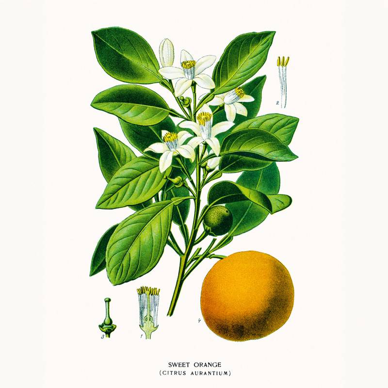 NOTIQUE Poznámkový kalendář Herbář 2026, 30 x 30 cm NOTIQUE Poznámkový kalendář Herbář 2026, 30 x 30 cm