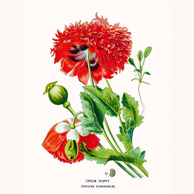 NOTIQUE Poznámkový kalendář Herbář 2026, 30 x 30 cm NOTIQUE Poznámkový kalendář Herbář 2026, 30 x 30 cm