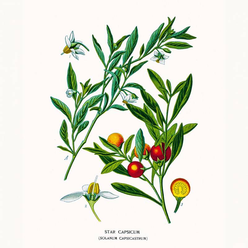 NOTIQUE Poznámkový kalendář Herbář 2026, 30 x 30 cm NOTIQUE Poznámkový kalendář Herbář 2026, 30 x 30 cm