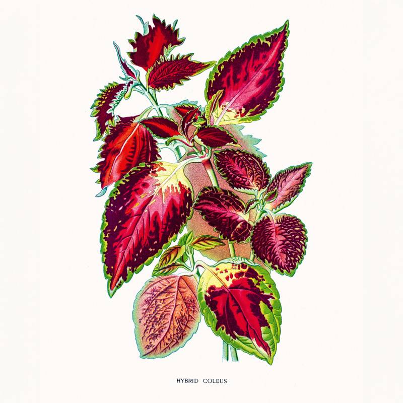 NOTIQUE Poznámkový kalendář Herbář 2026, 30 x 30 cm NOTIQUE Poznámkový kalendář Herbář 2026, 30 x 30 cm