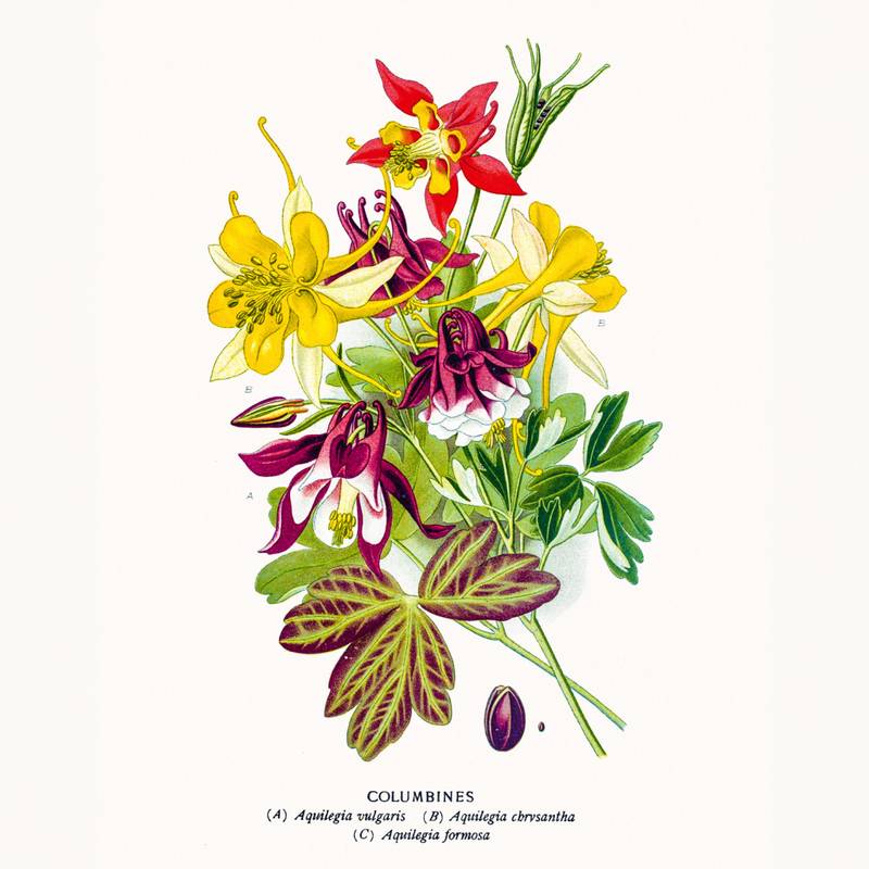 NOTIQUE Poznámkový kalendář Herbář 2026, 30 x 30 cm NOTIQUE Poznámkový kalendář Herbář 2026, 30 x 30 cm