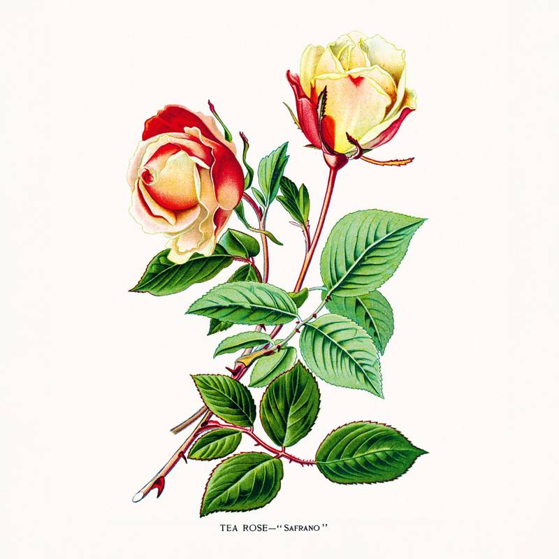 NOTIQUE Poznámkový kalendář Herbář 2026, 30 x 30 cm NOTIQUE Poznámkový kalendář Herbář 2026, 30 x 30 cm